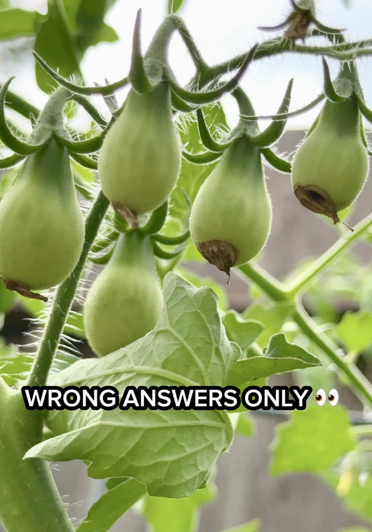 @Sara’s Bites 🌱