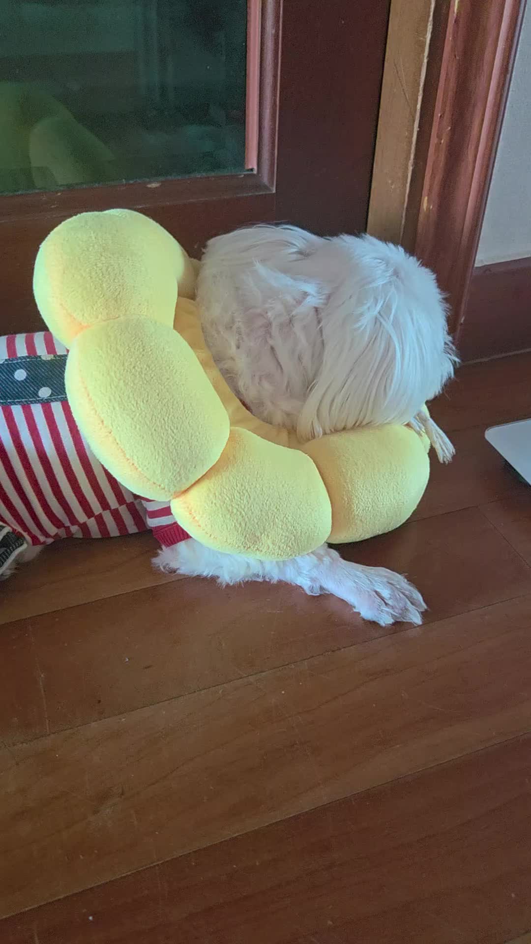 @뚱이