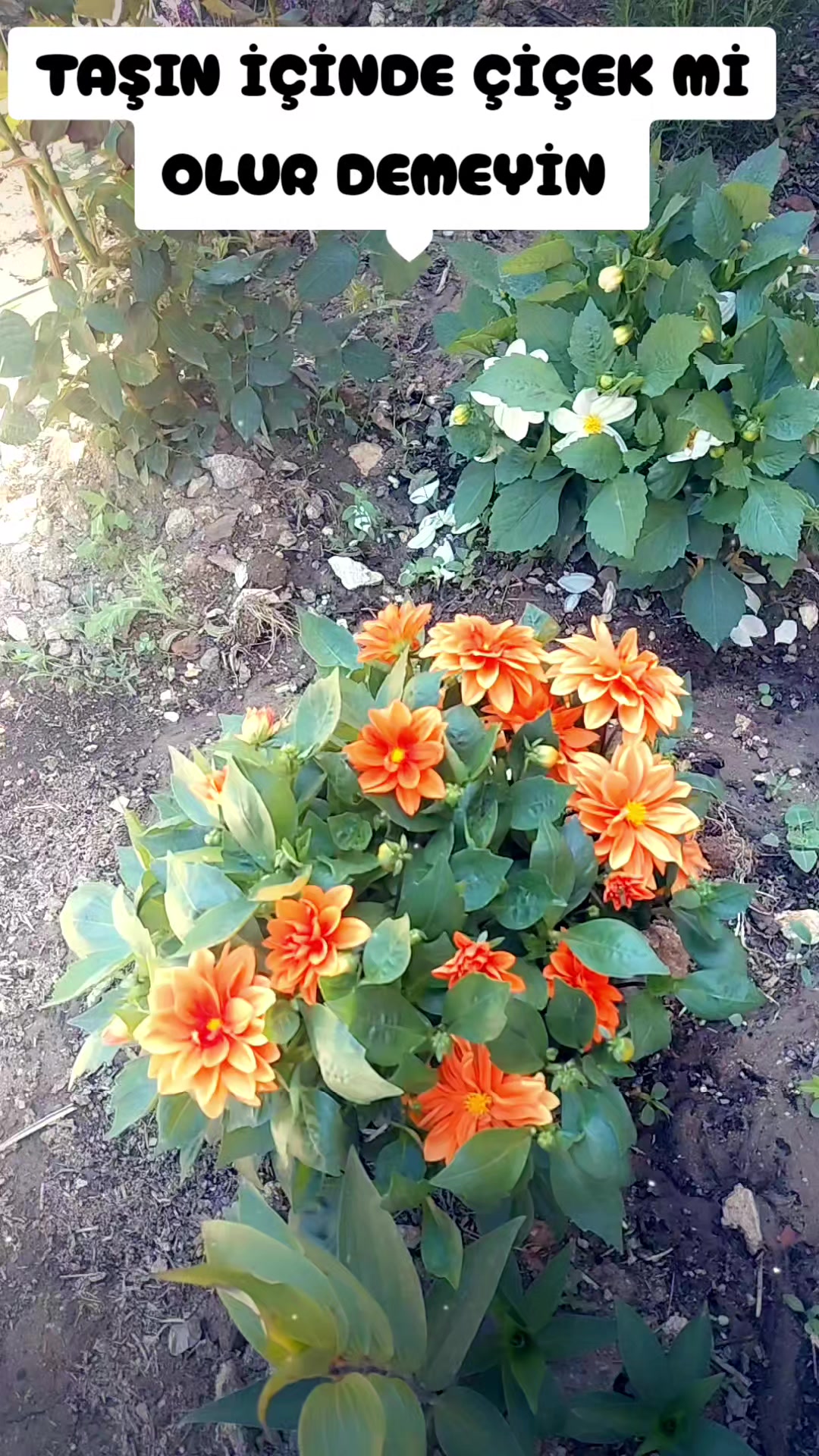 @K&ouml;ksal Zeliha