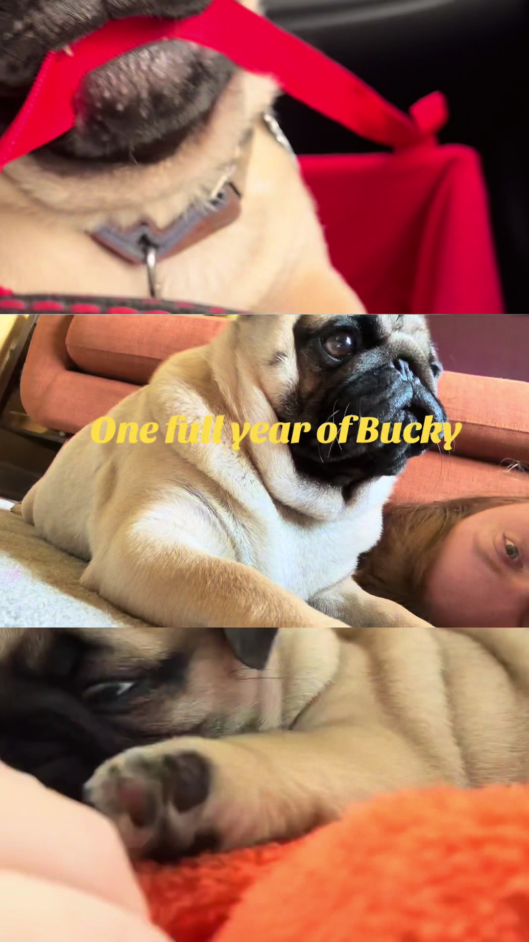 @thewinterpug