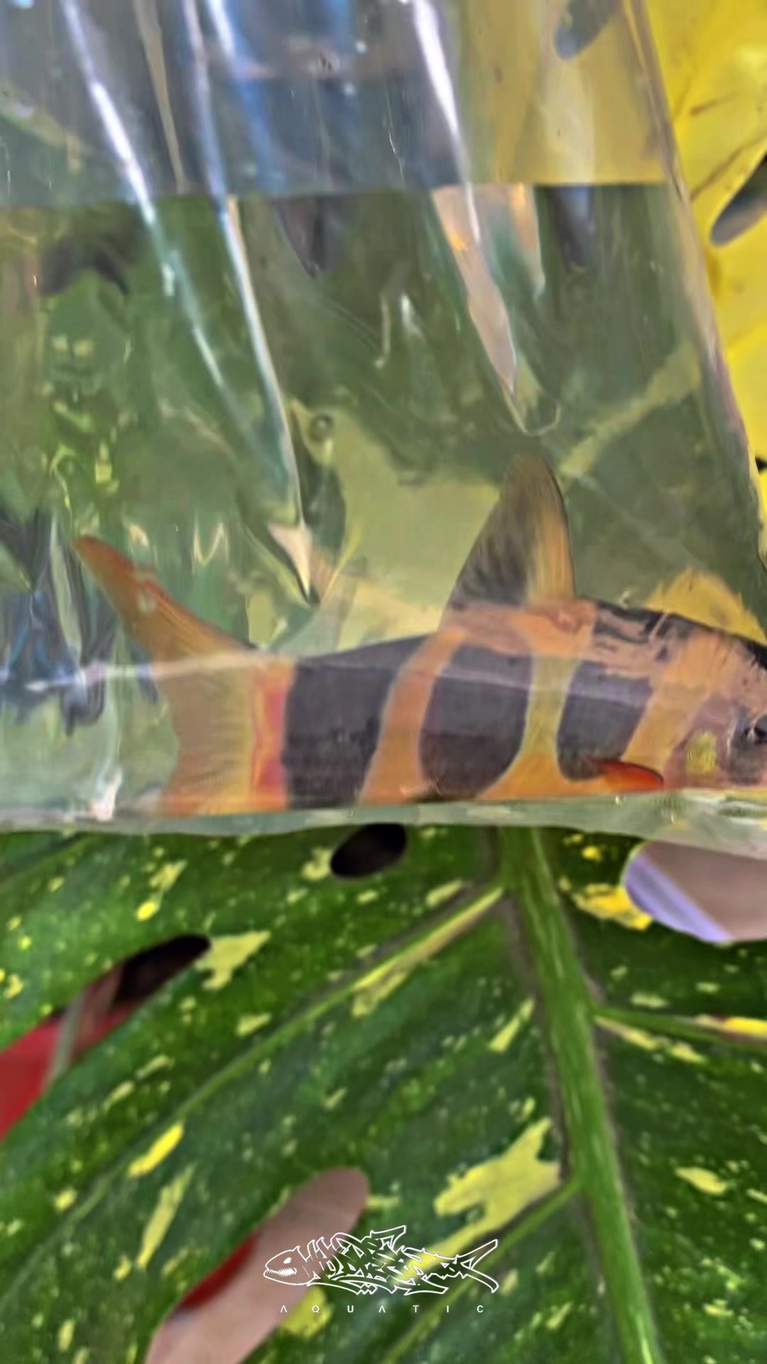 @Wild Predator Aquatic