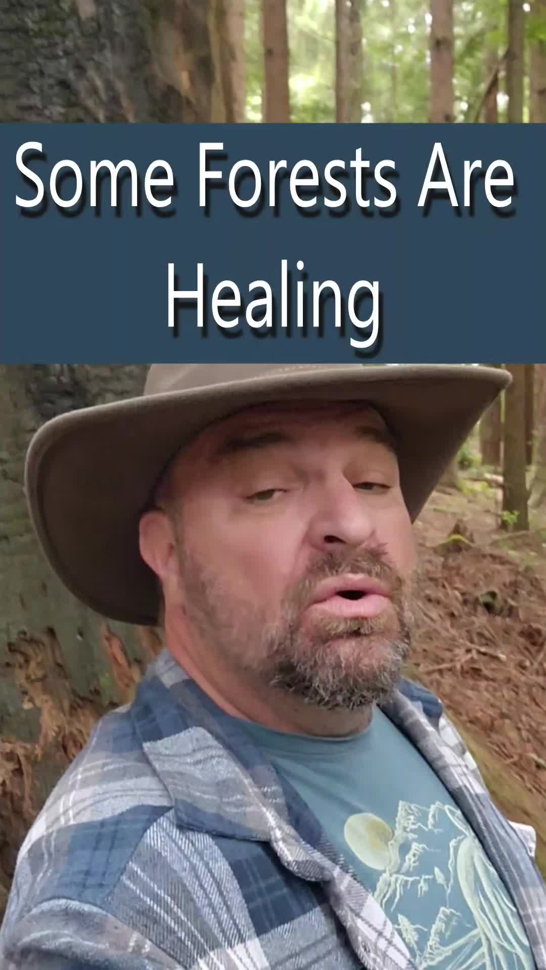 @Redwoods Rising