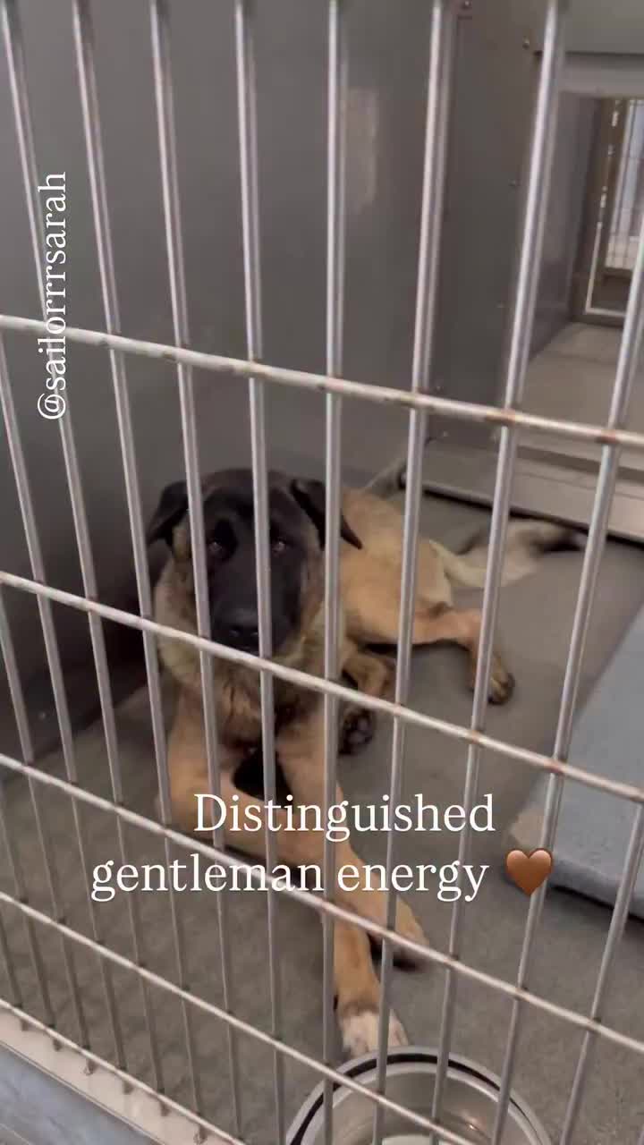 @Cane Corsos
