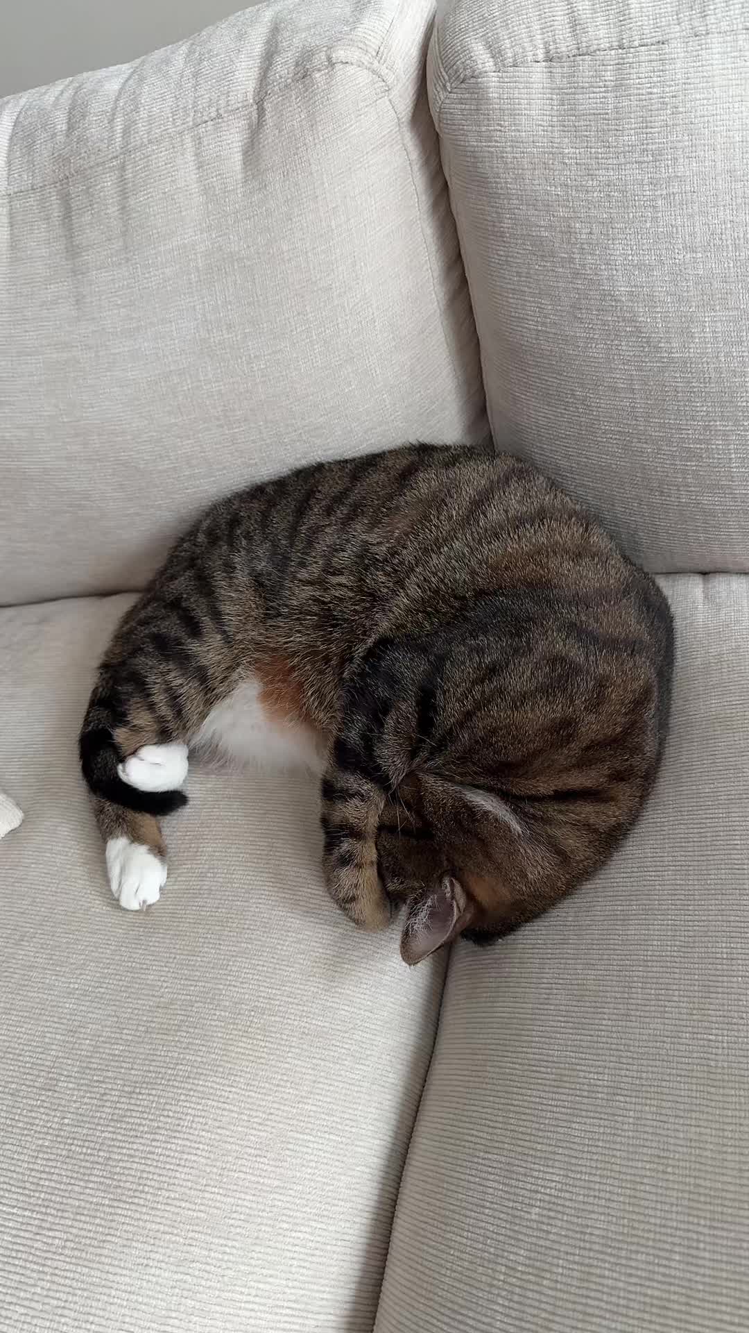 @ᓚᘏᗢ