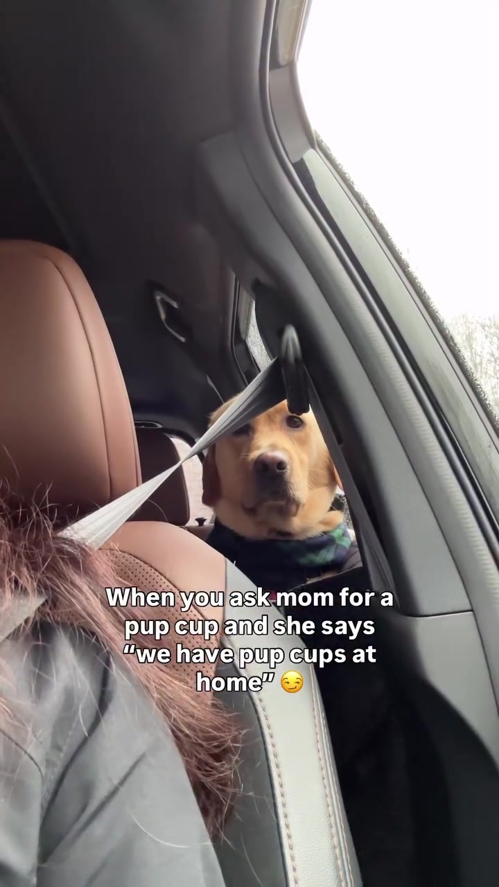 @Lord Jack The Yellow Lab