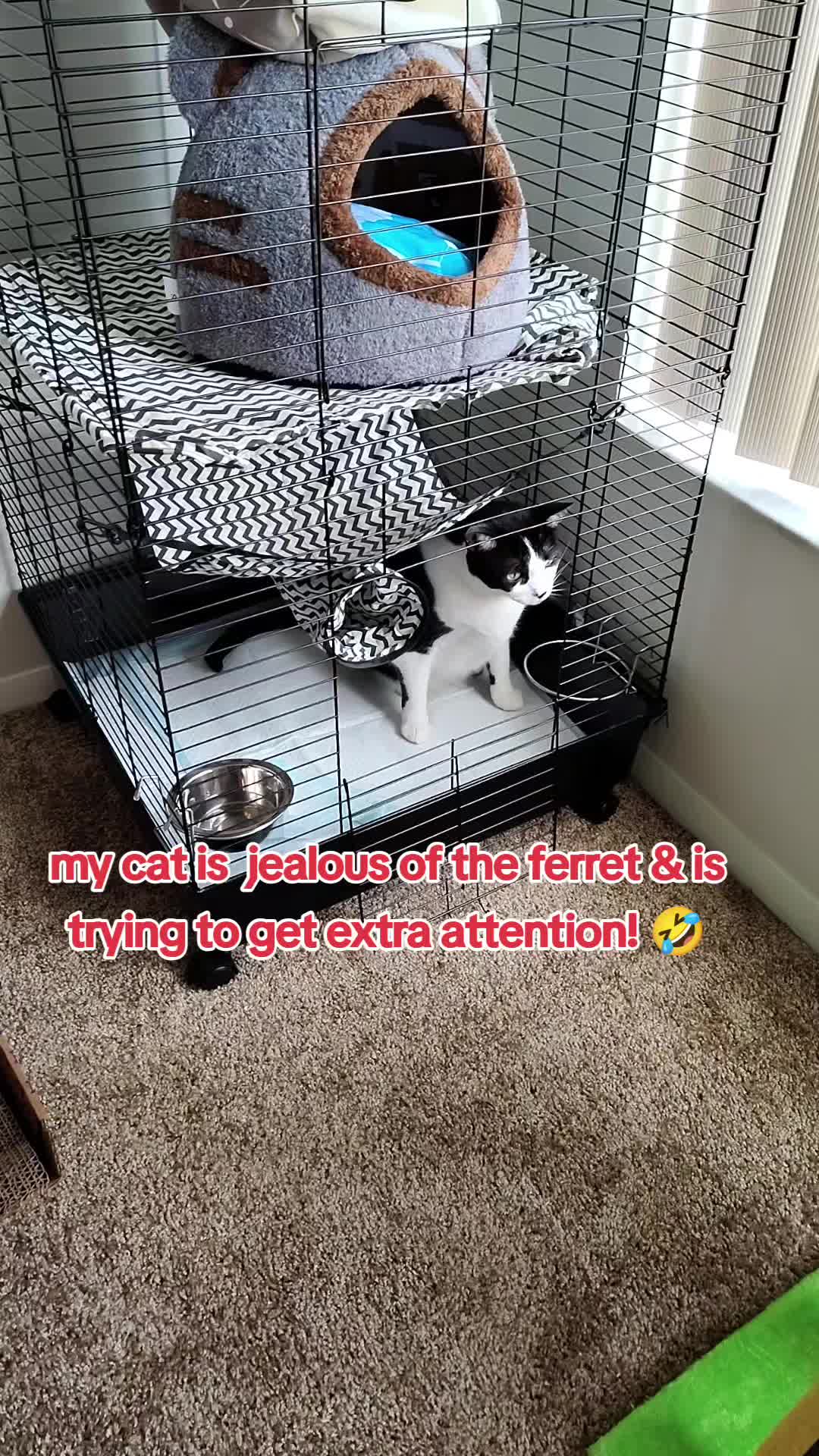@GinnCats420
