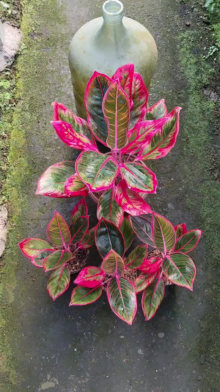 @Ronaldo_Aglaonema