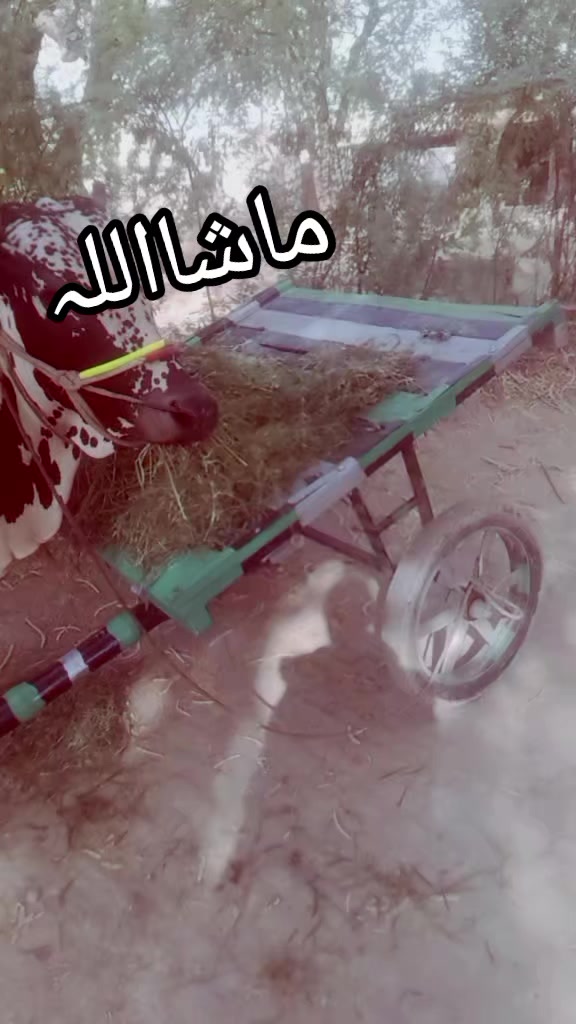 @salmanblouch525