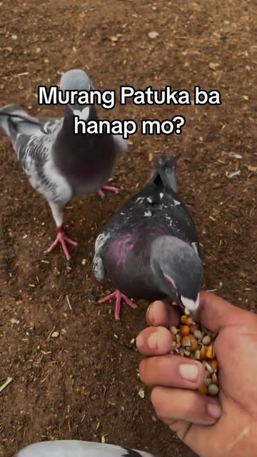 @KALAPATIDS SHOP 🕊️