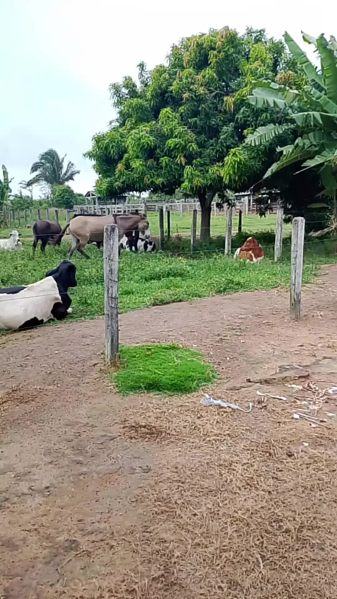 @Menina&Da roça🤠