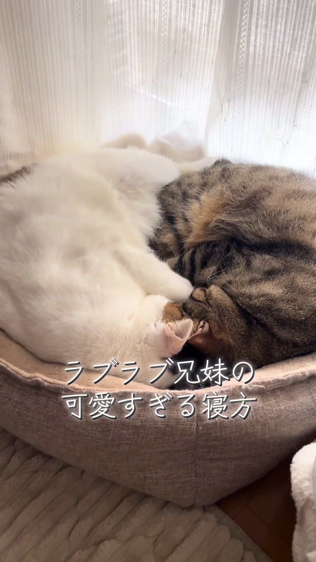 @ふくらんうみ🍶