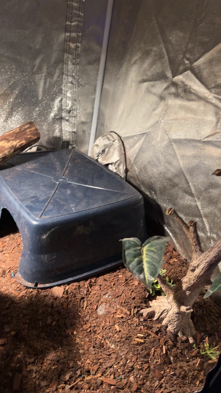 @A&L Reptiles