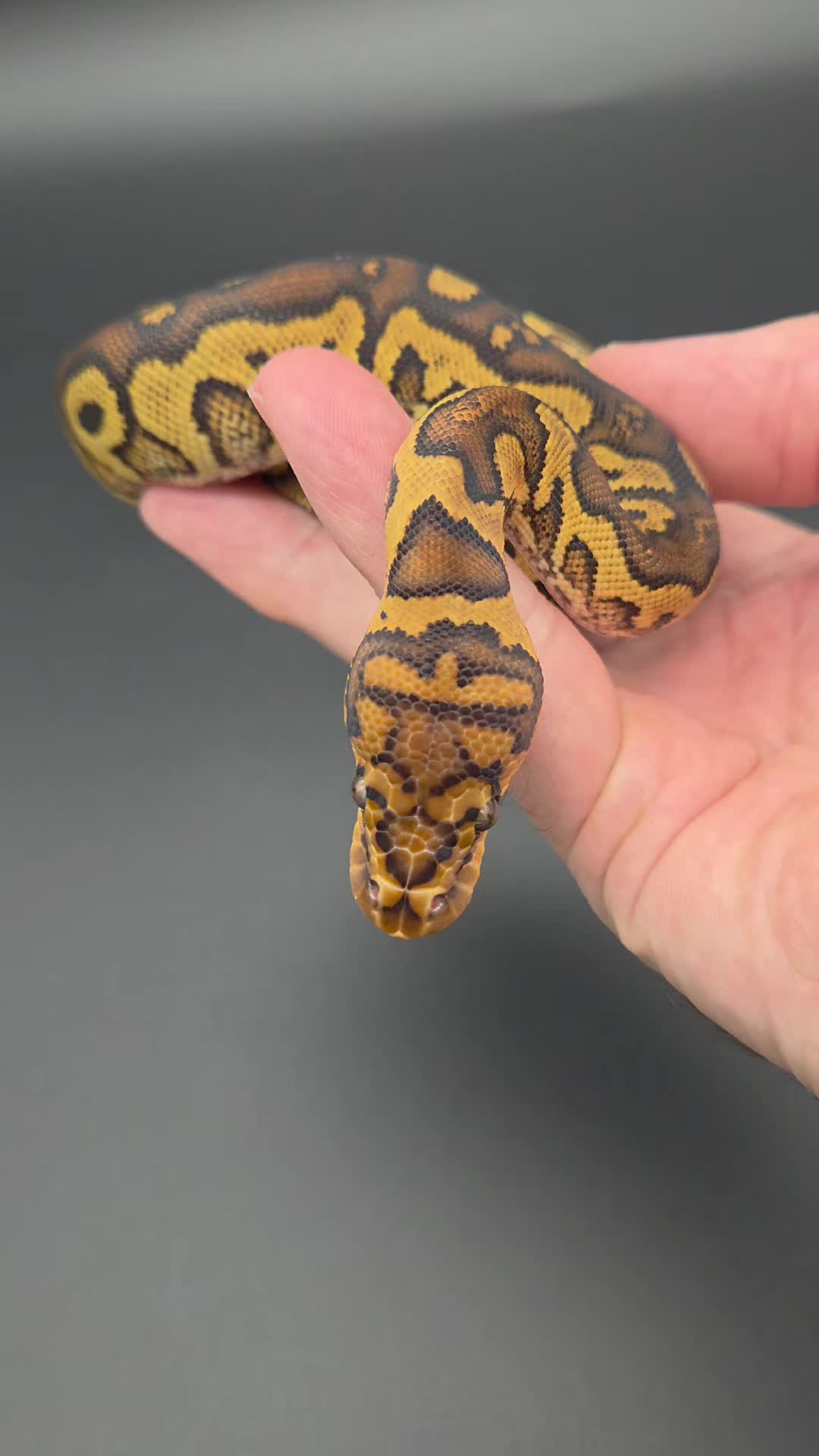 @Rikers Reptiles