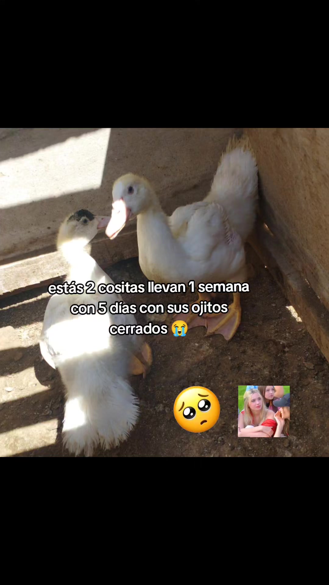 @๐ฉท๐๐๐ฃ๐๐ฉต