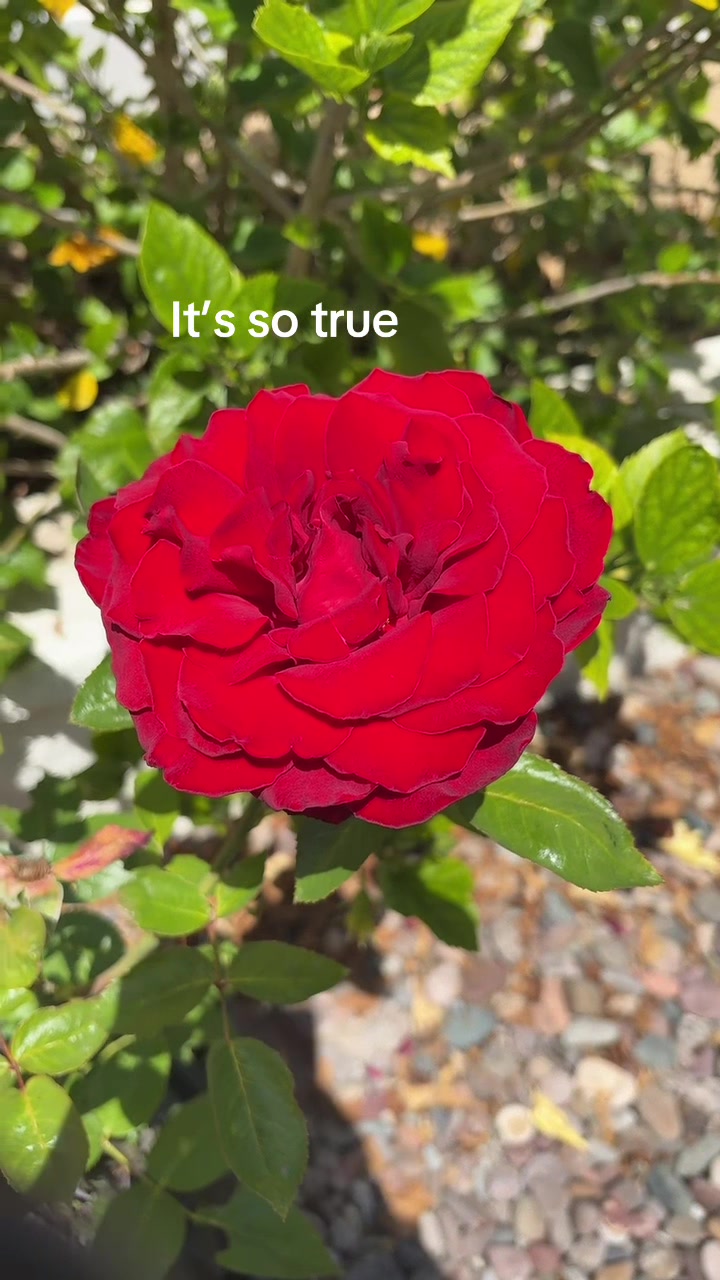 @Dodosami123