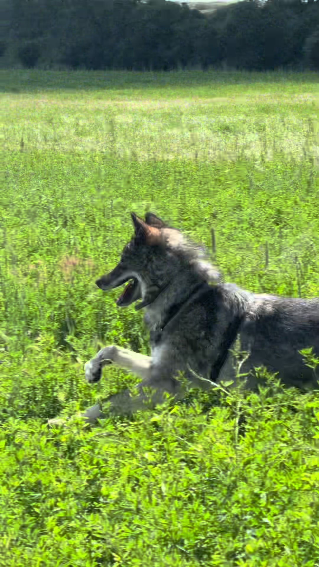 @Real_ArcaneWolfdog