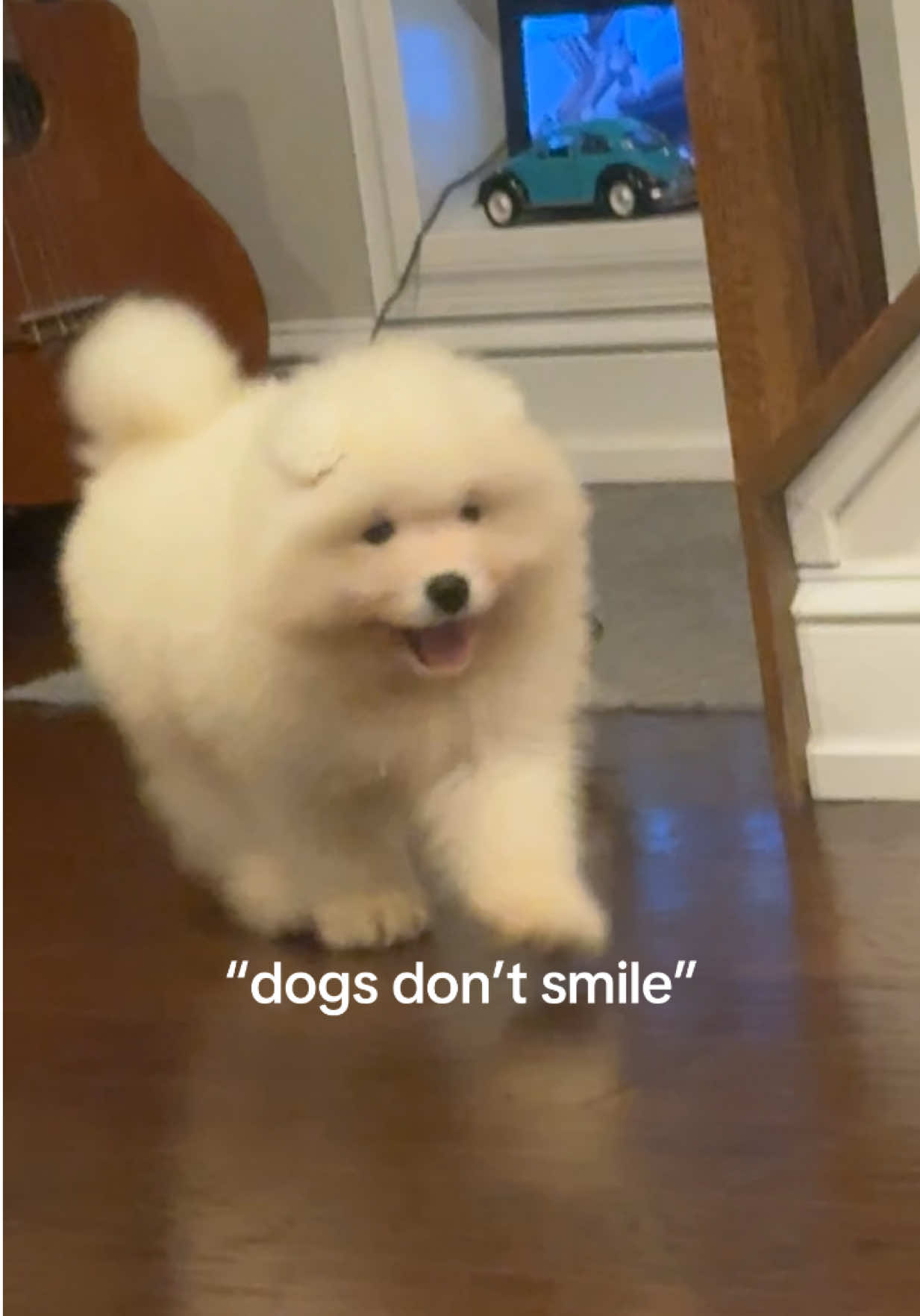 @Mishka the Samoyed