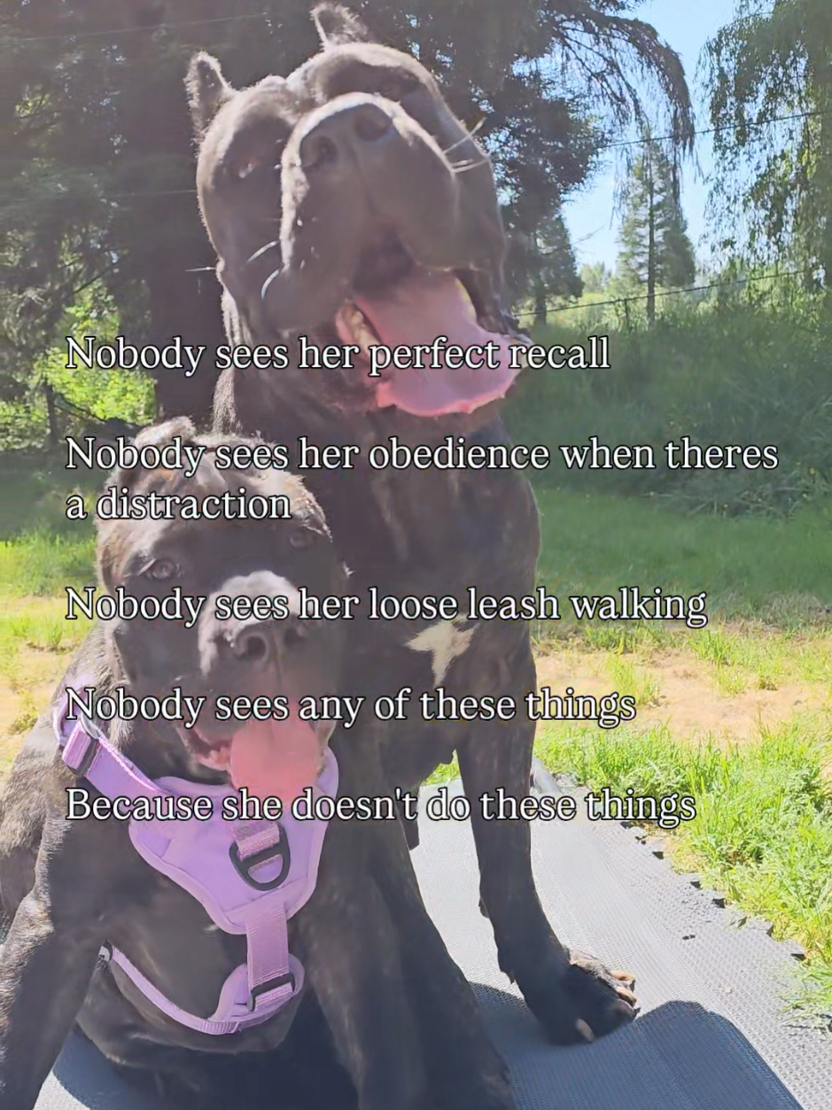 @SalmonCreekCaneCorso