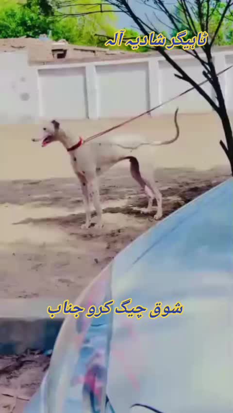 @Mushtaq Ahmad