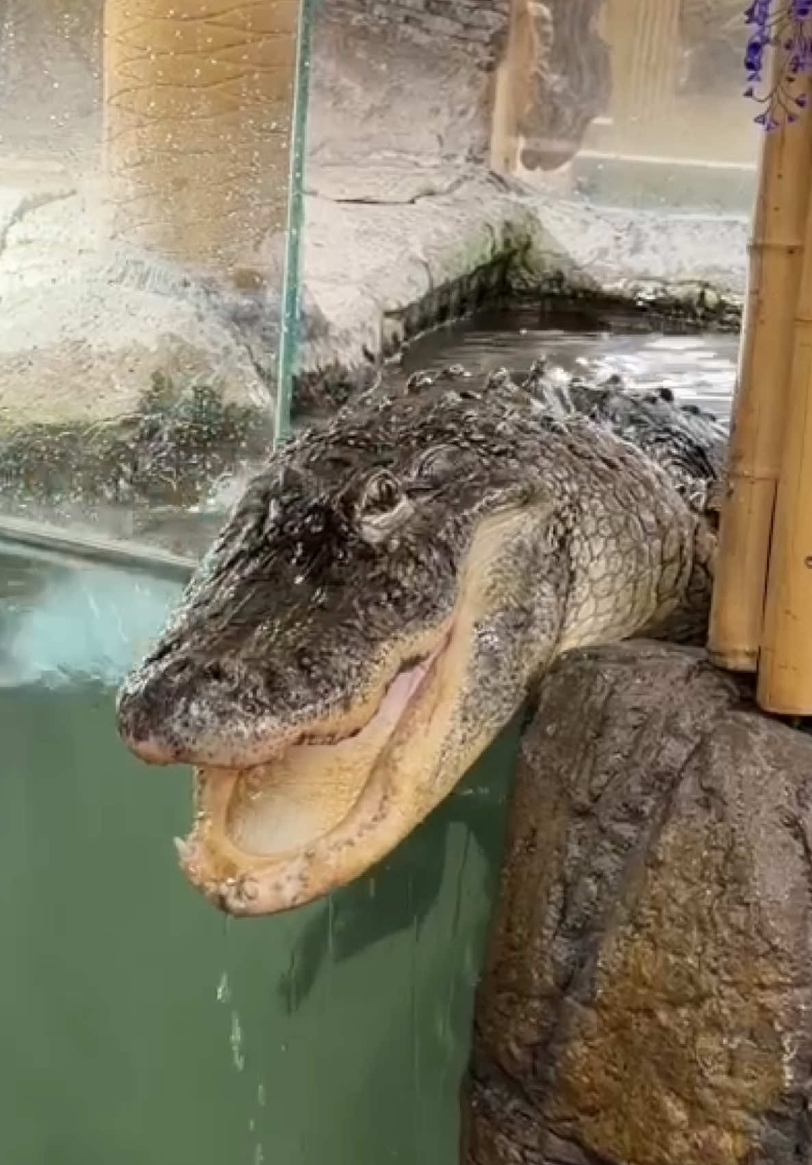 @The Reptile Zoo