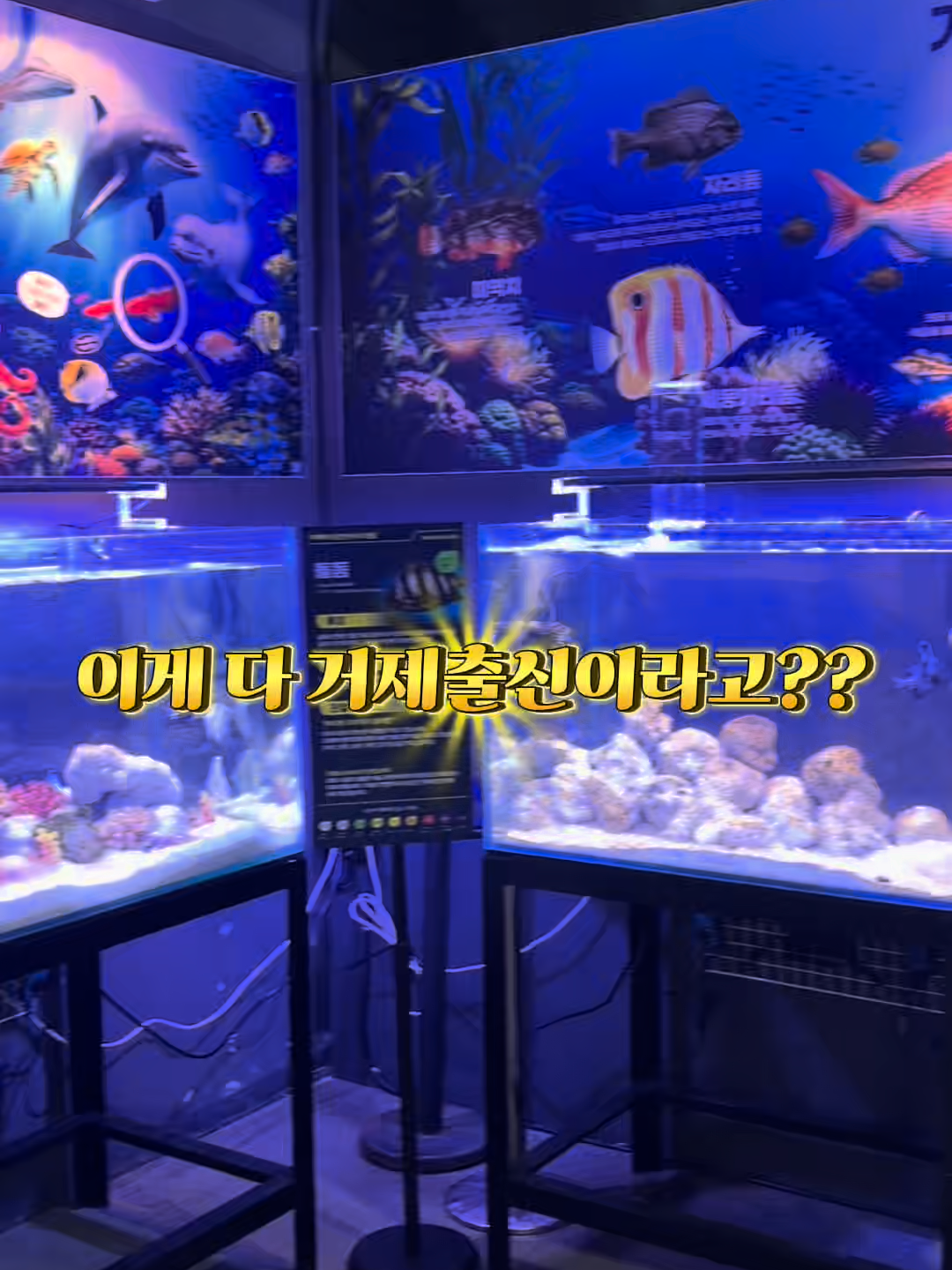 @DolphinTok