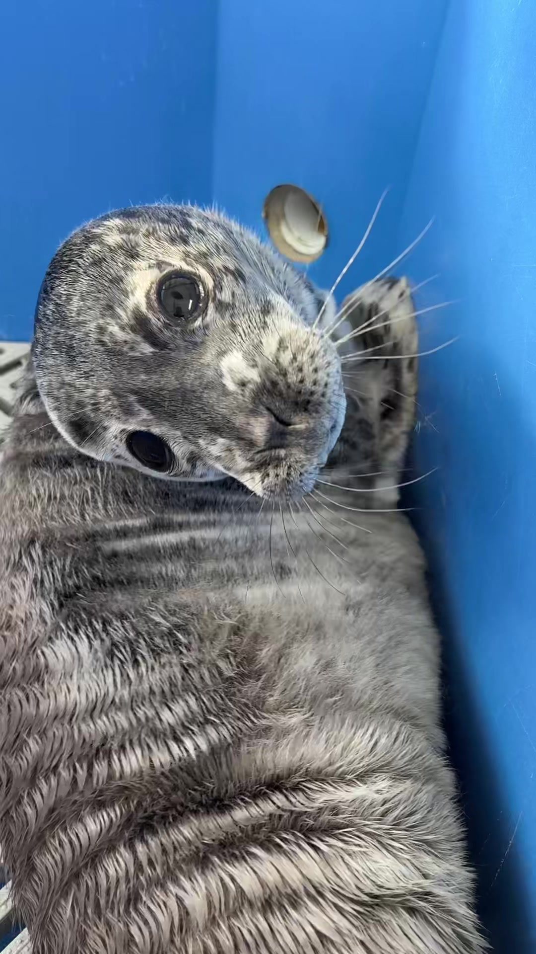 @Marine Mammal Rescue Society