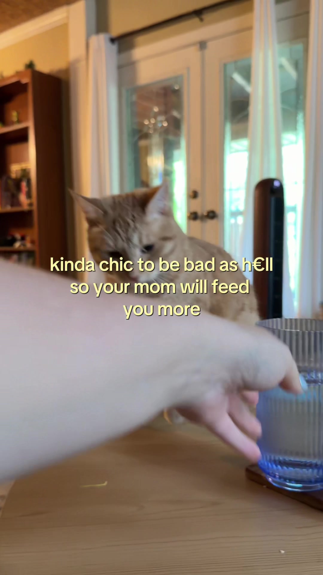 @bink the big orange cat