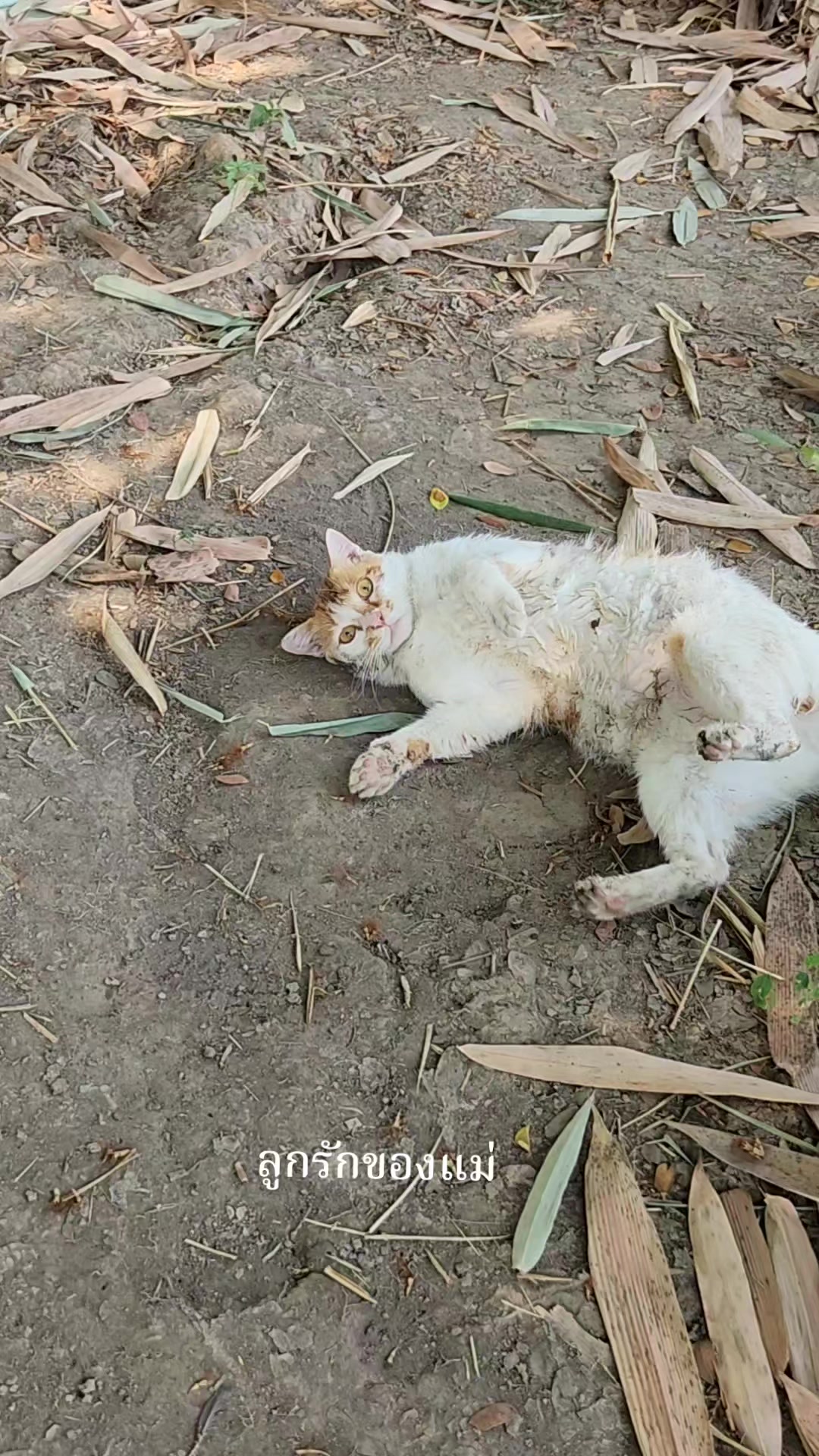 @แป๊ปซี่แมวของฉัน(ช่องใหม่),2