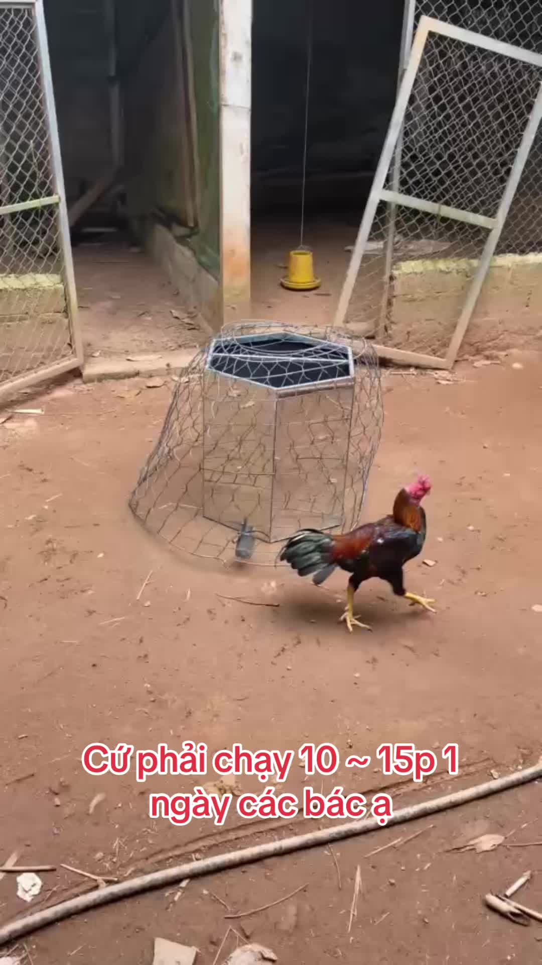 @Tập Lực G&agrave; Chọi -Avi Chim