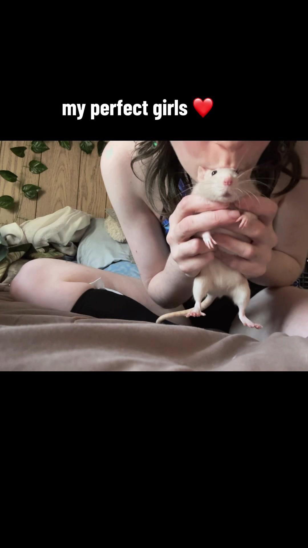 @lookatmyrodents