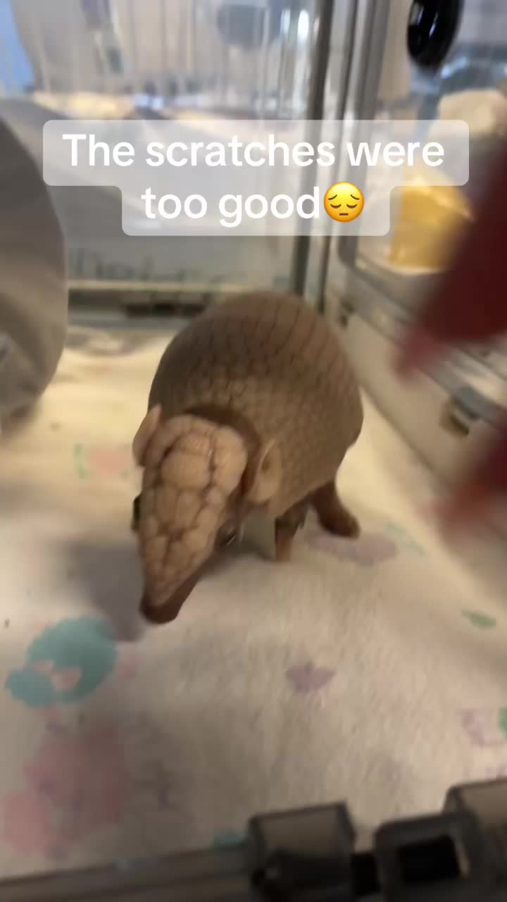@livilou🐞