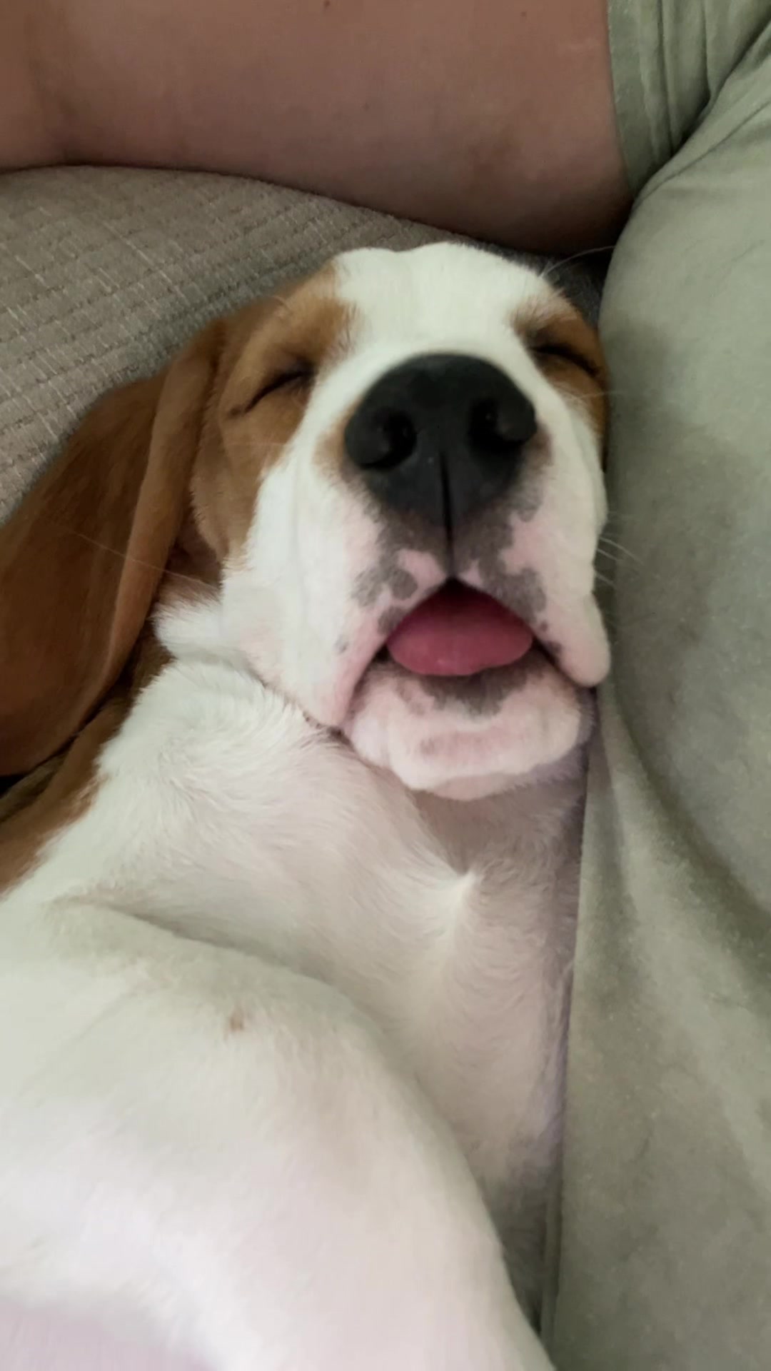 @Bogey the Beagle