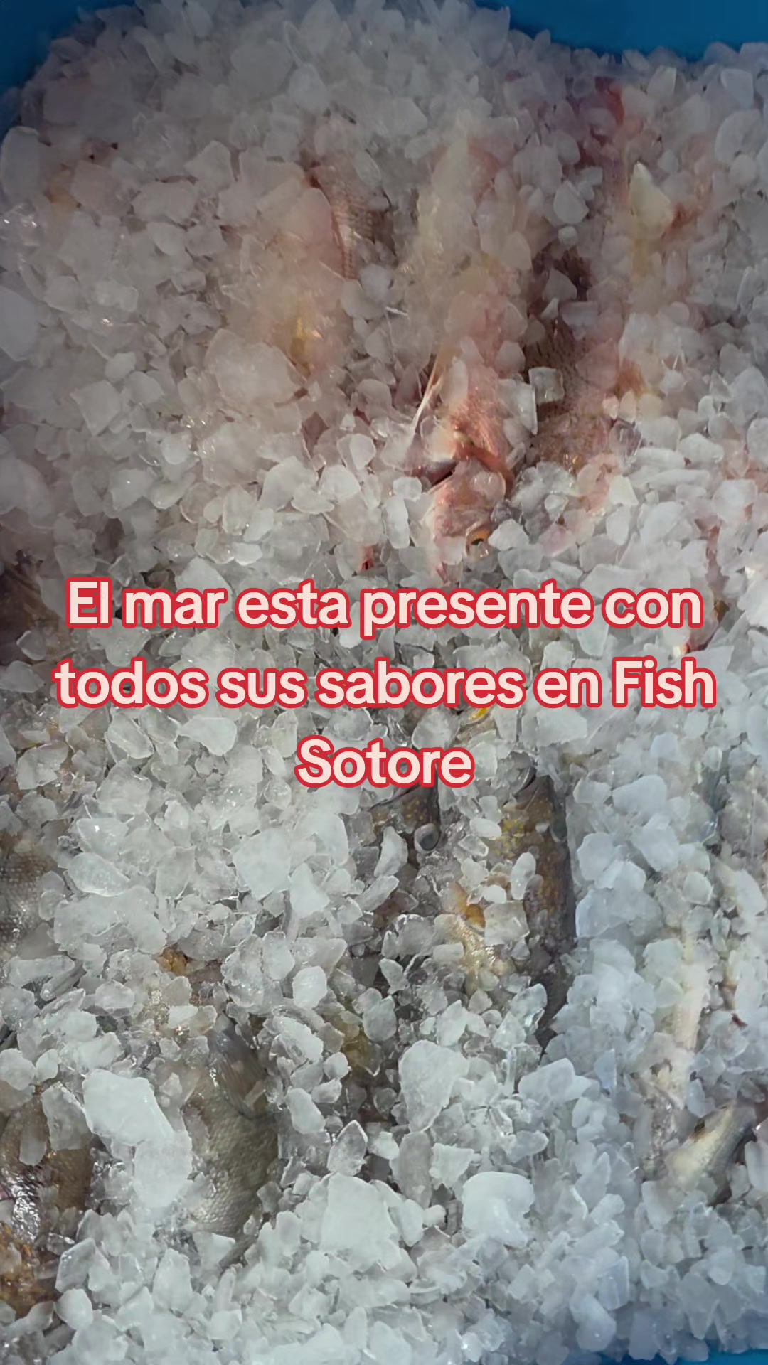 @Fish Store