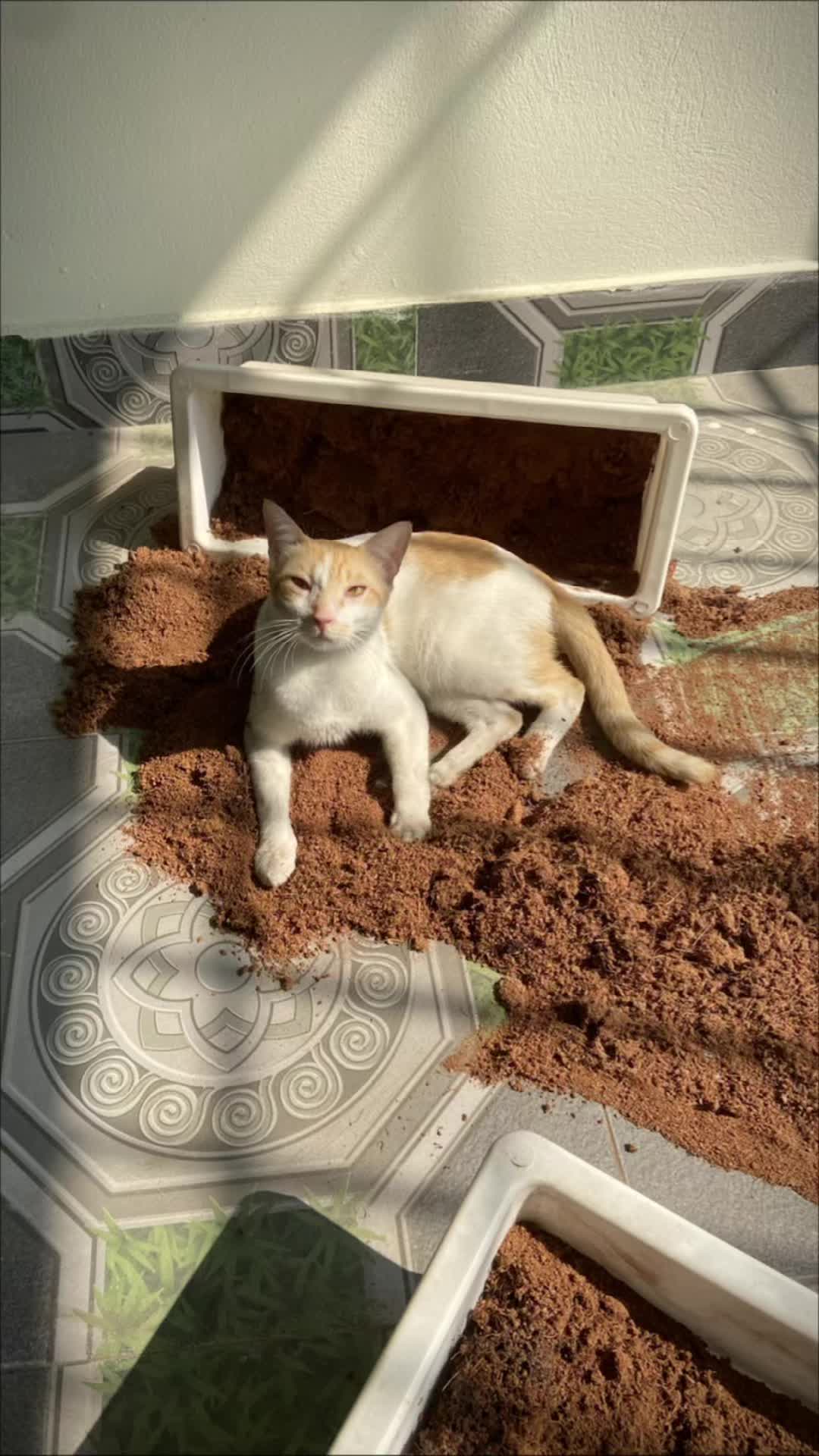 @🄲&aacute; 🄼ặ🄽 🄺🄷&oacute; ẻ