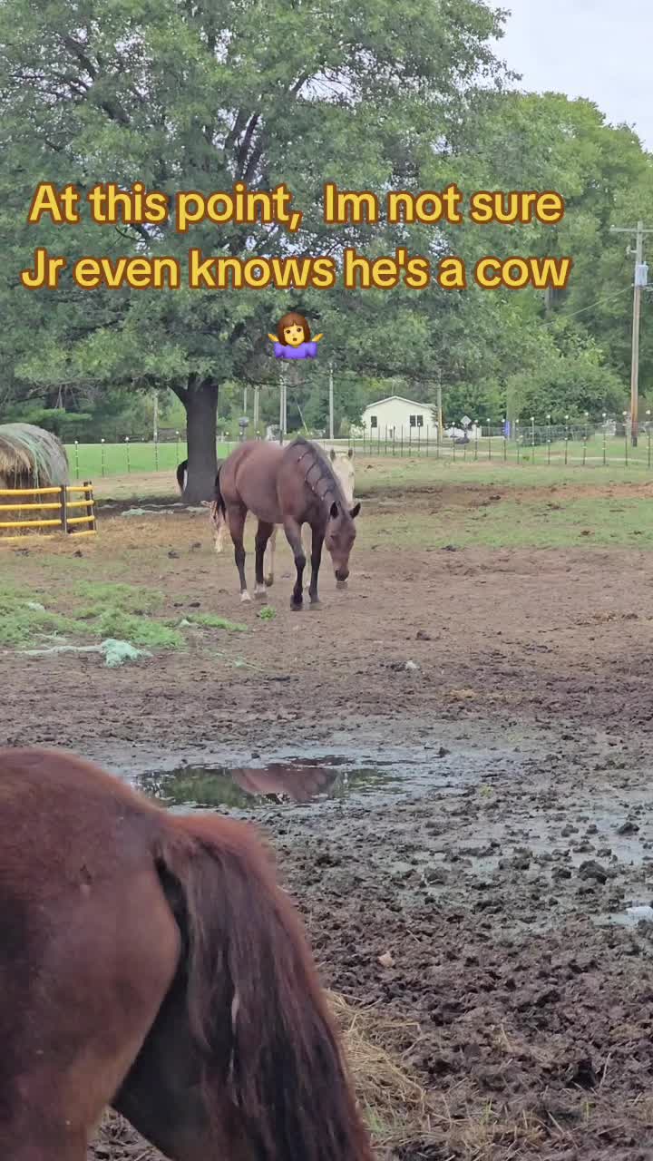 @Small Town Farm LLC