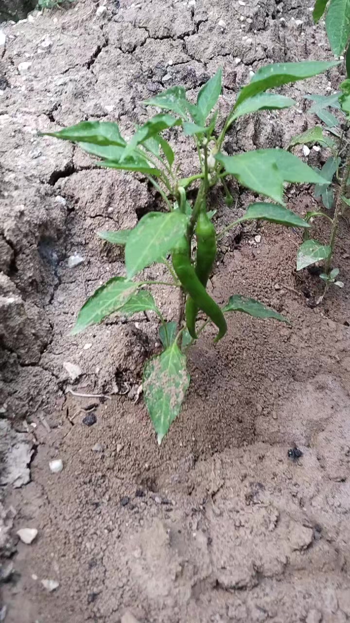 @Mehmet çavuş 42 konya