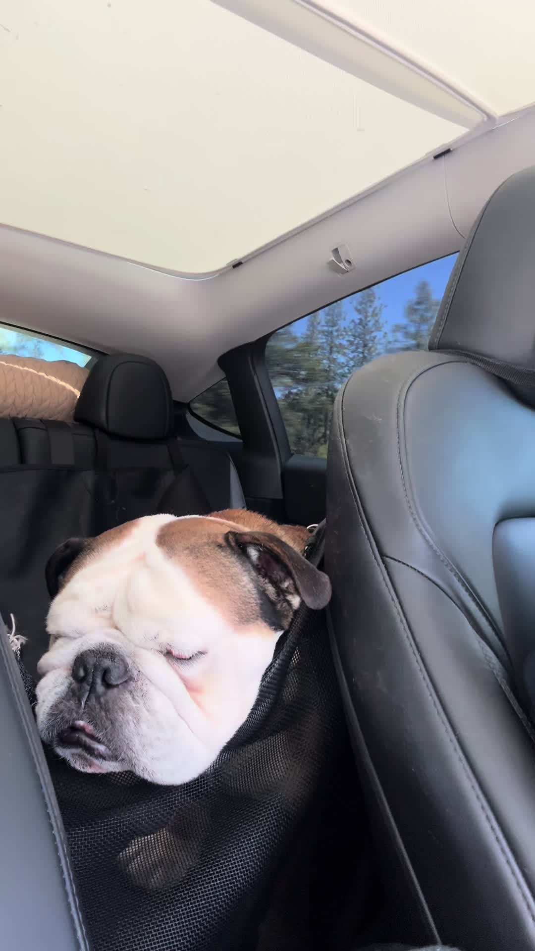 @Taco 🐶🧿