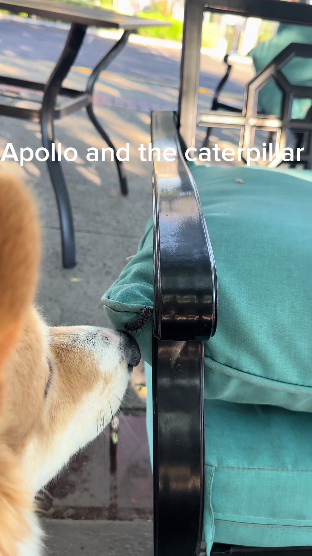 @apollothecorgimute
