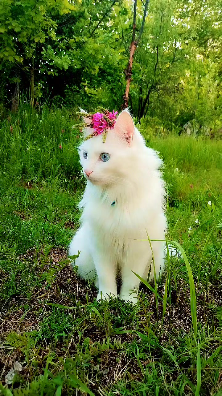 @Kedi_BULUT