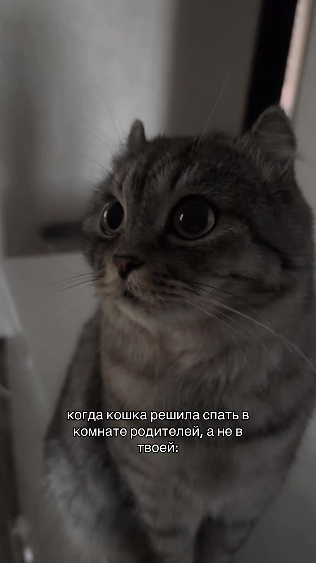 @liasha