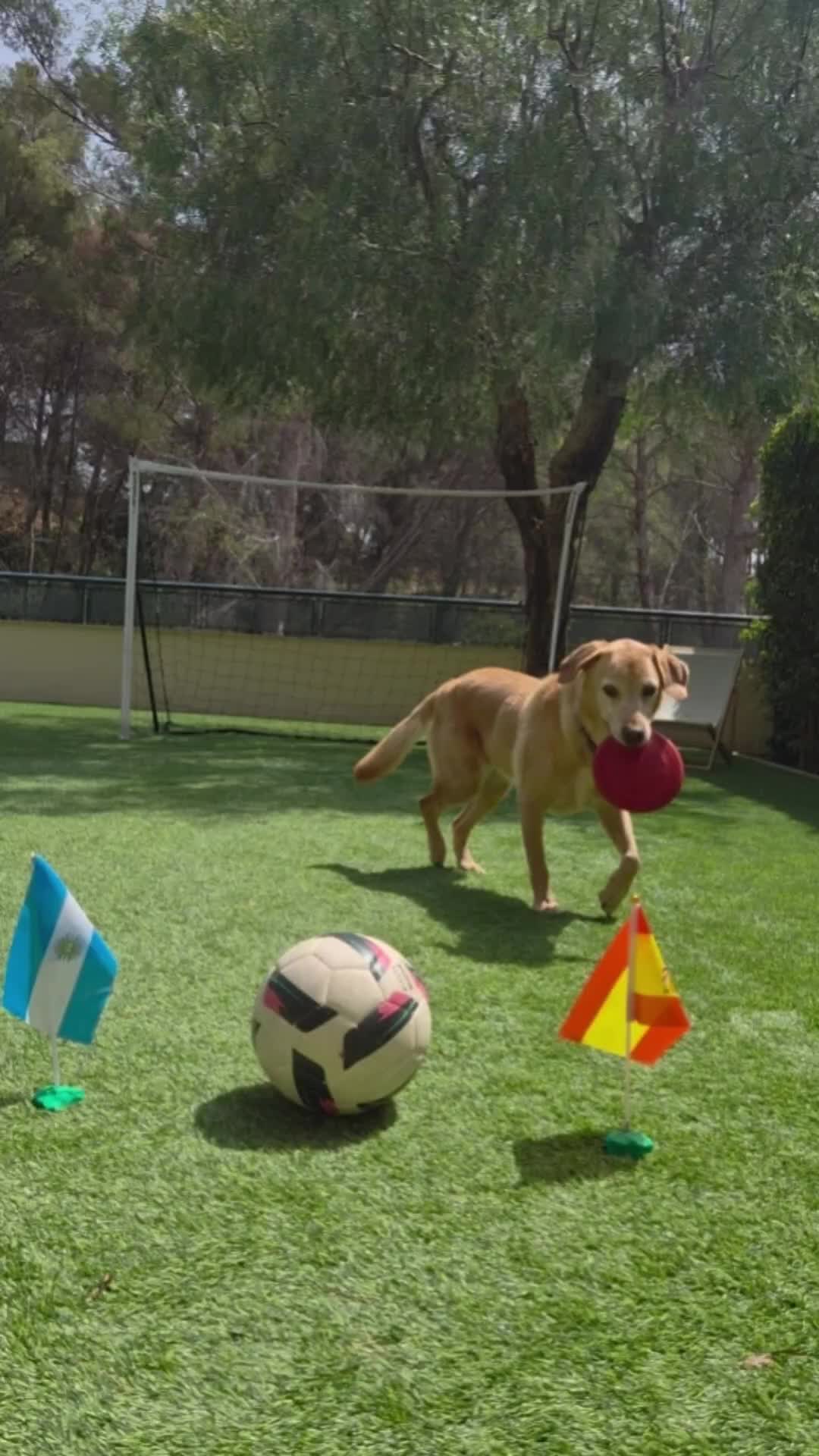 @MessiPaws