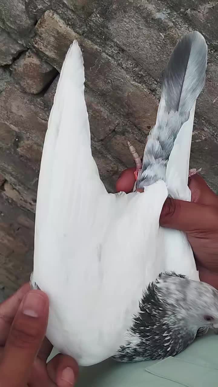 @سکندرپور پیجن👑