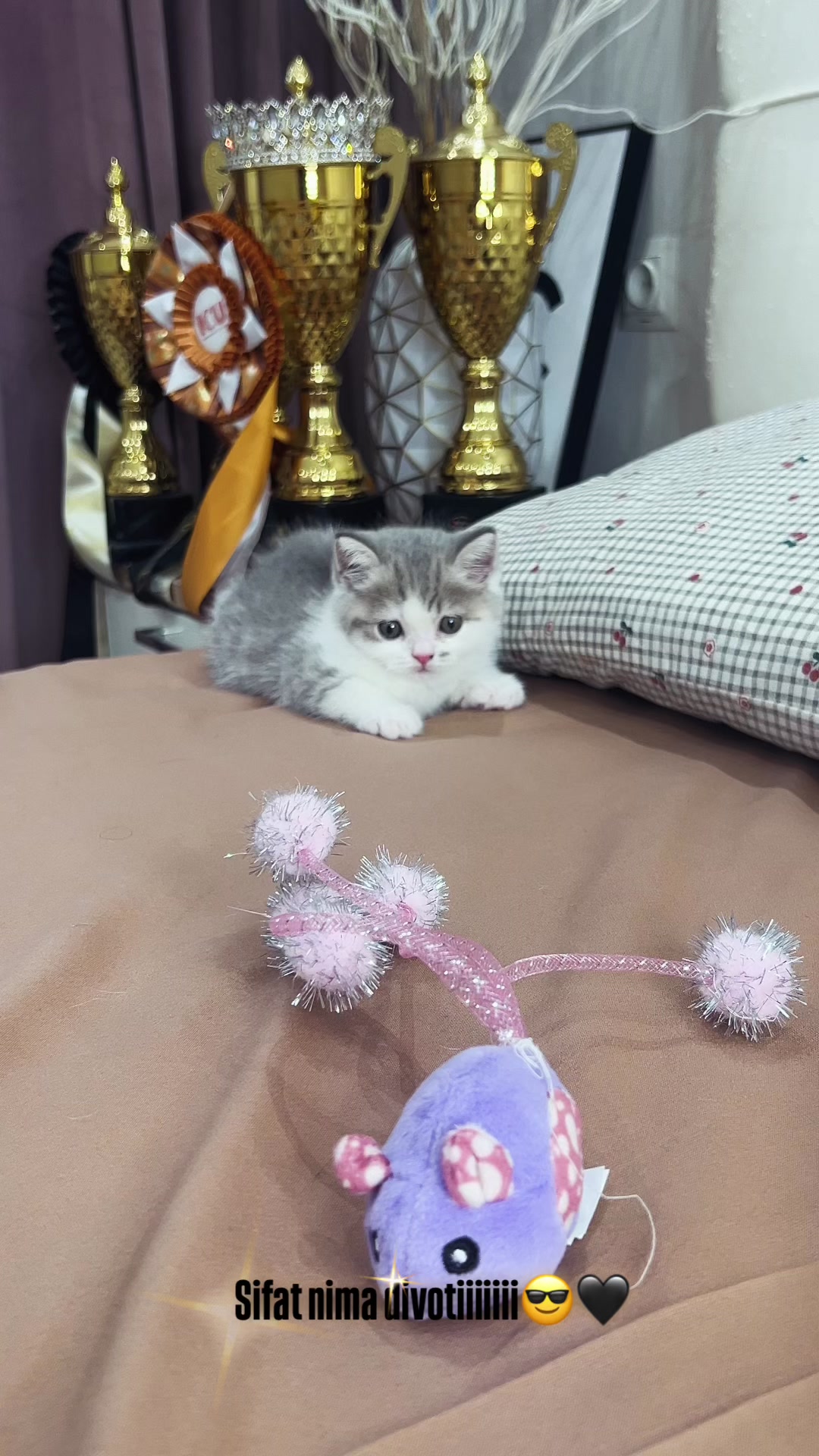 @kittens_uz