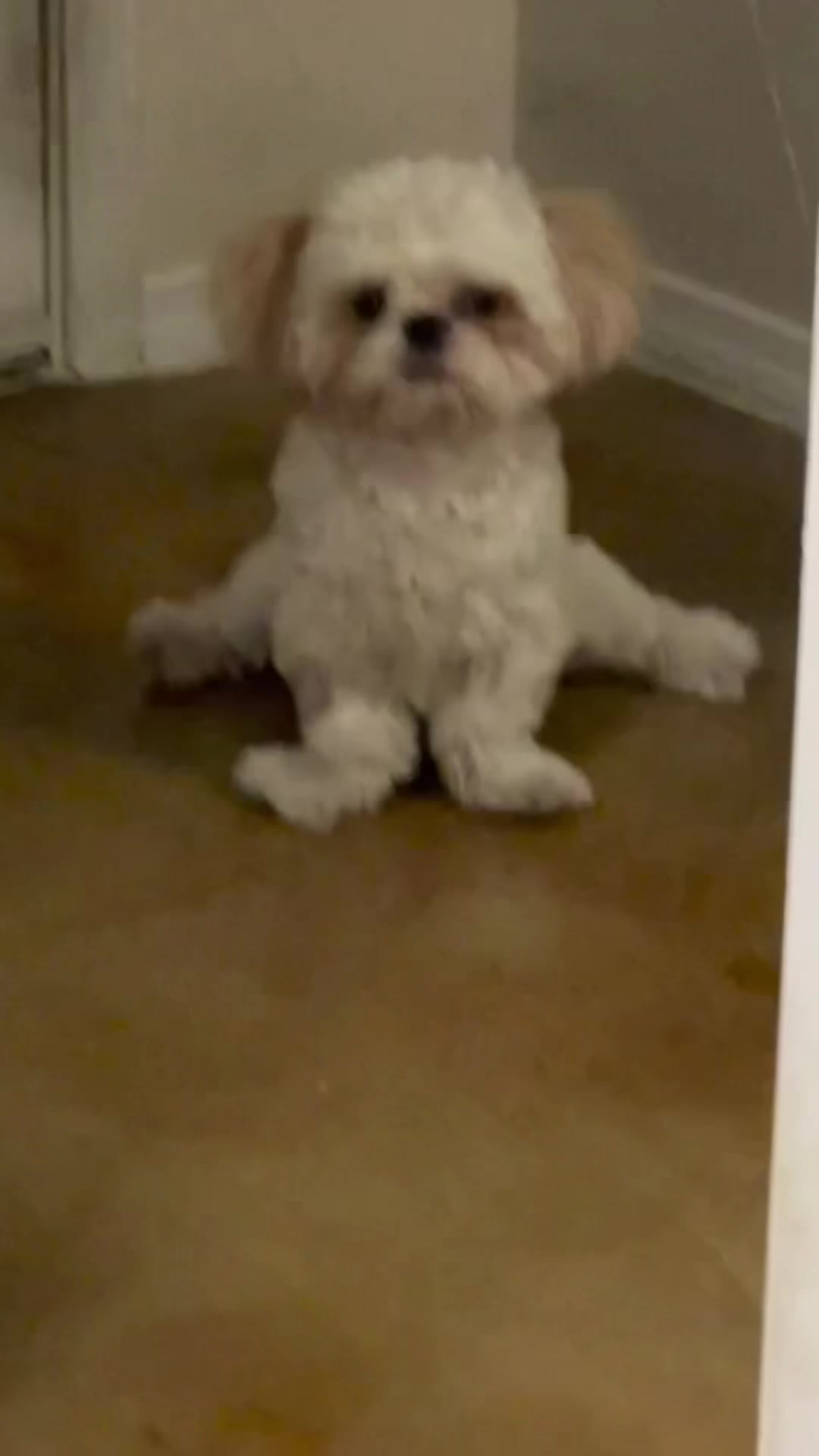 @Hugh the Shih Tzu