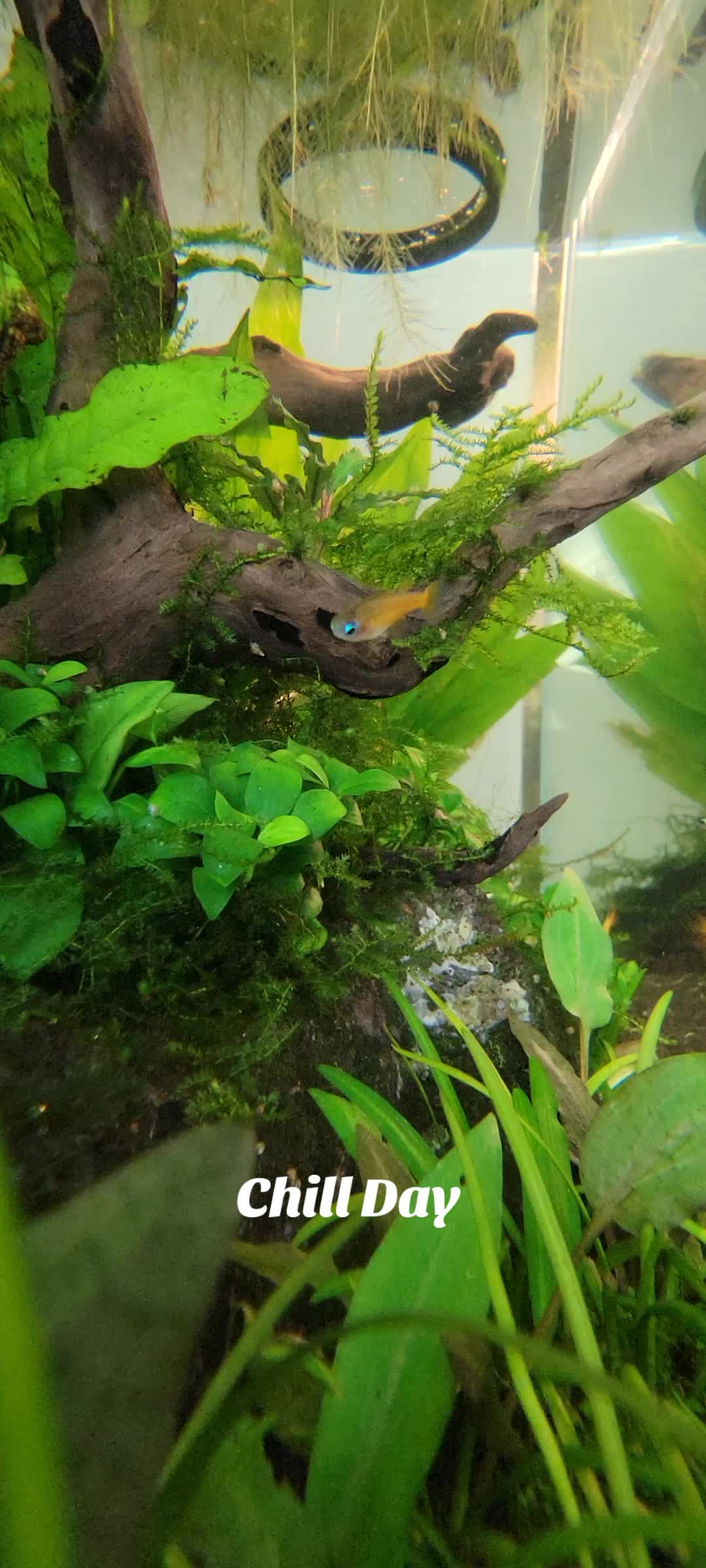 @Fishie Fishy Fish (nano, nano)