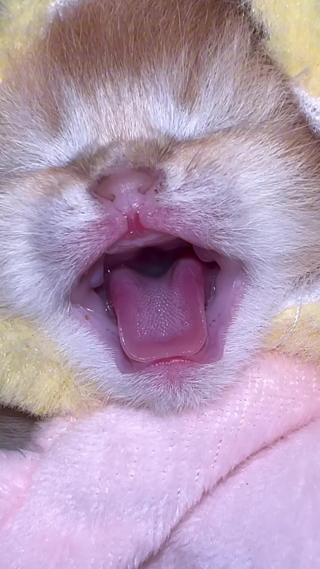 @Soothing Cats😻