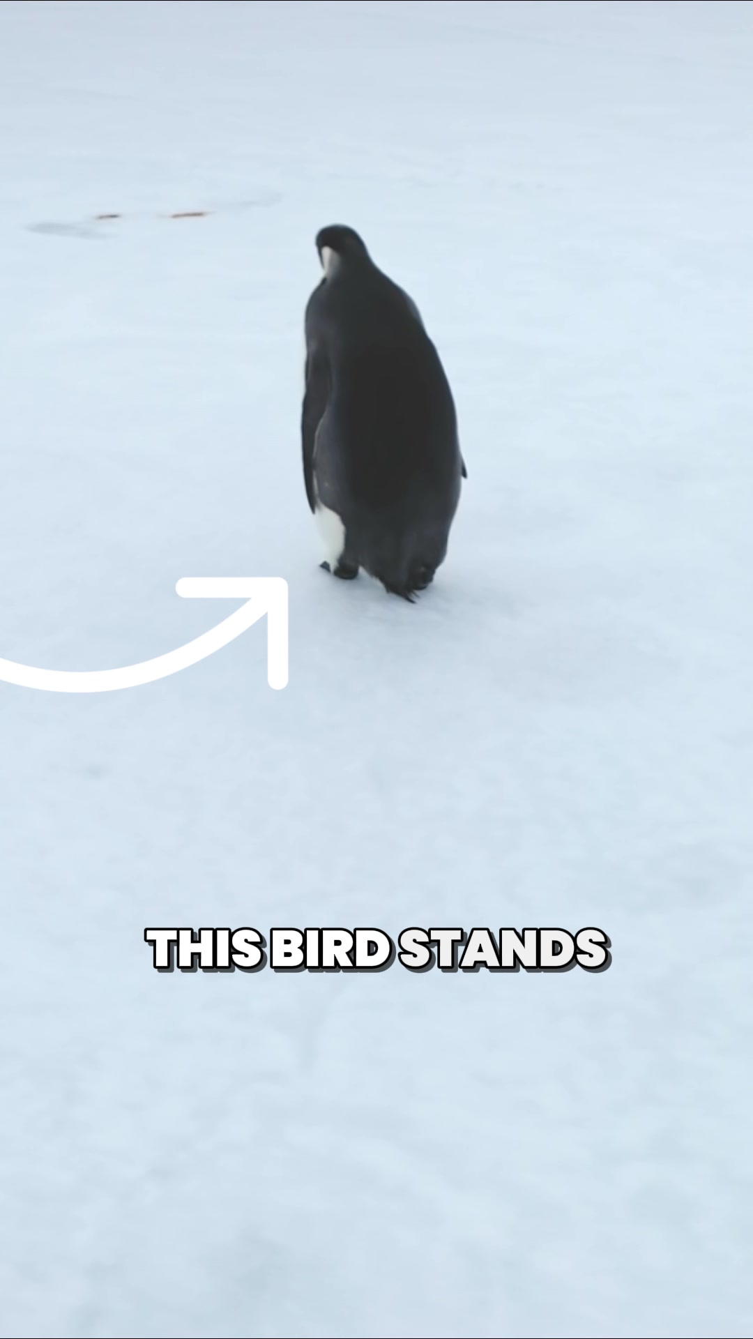 @Bird Lens