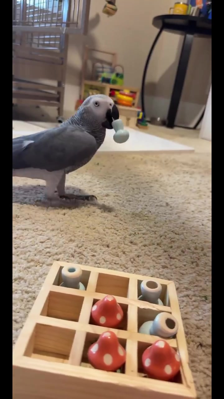 @thehinzoo