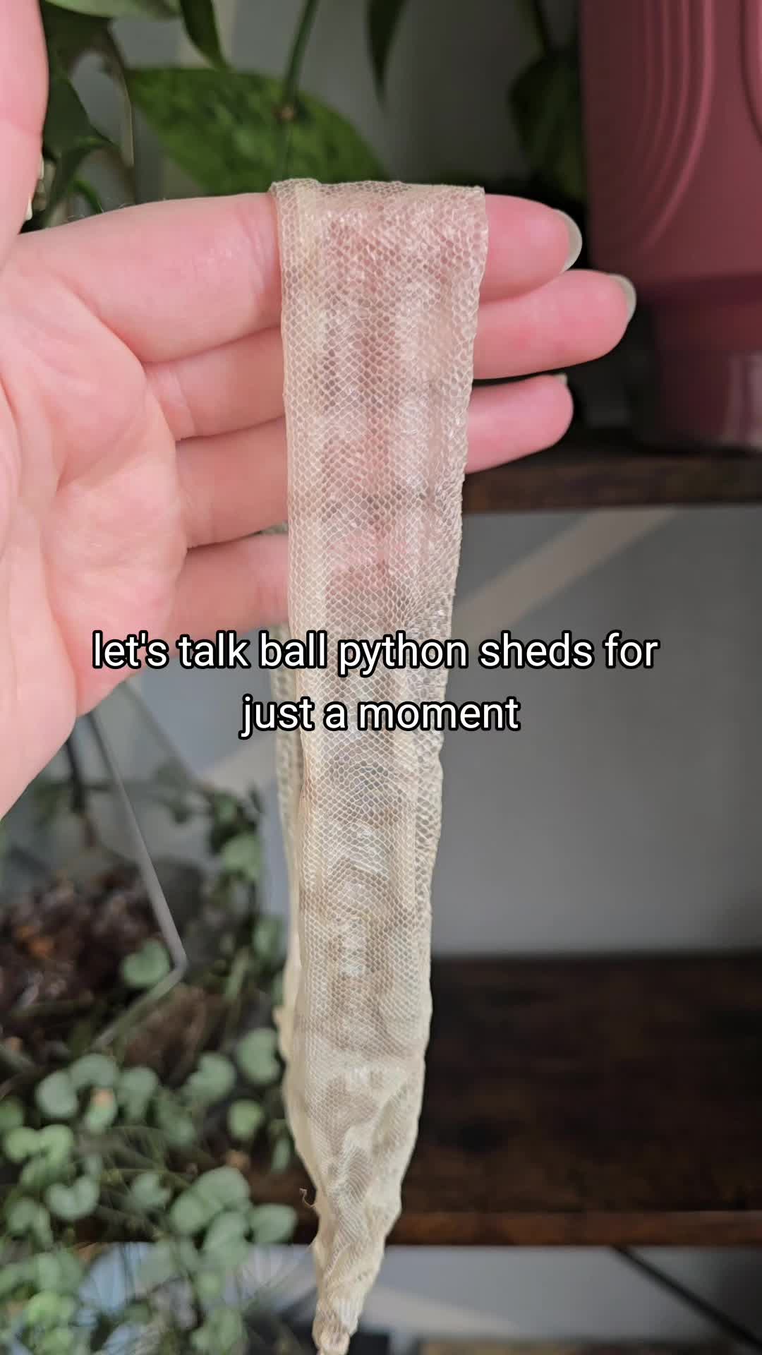 @MoonlitMorphs