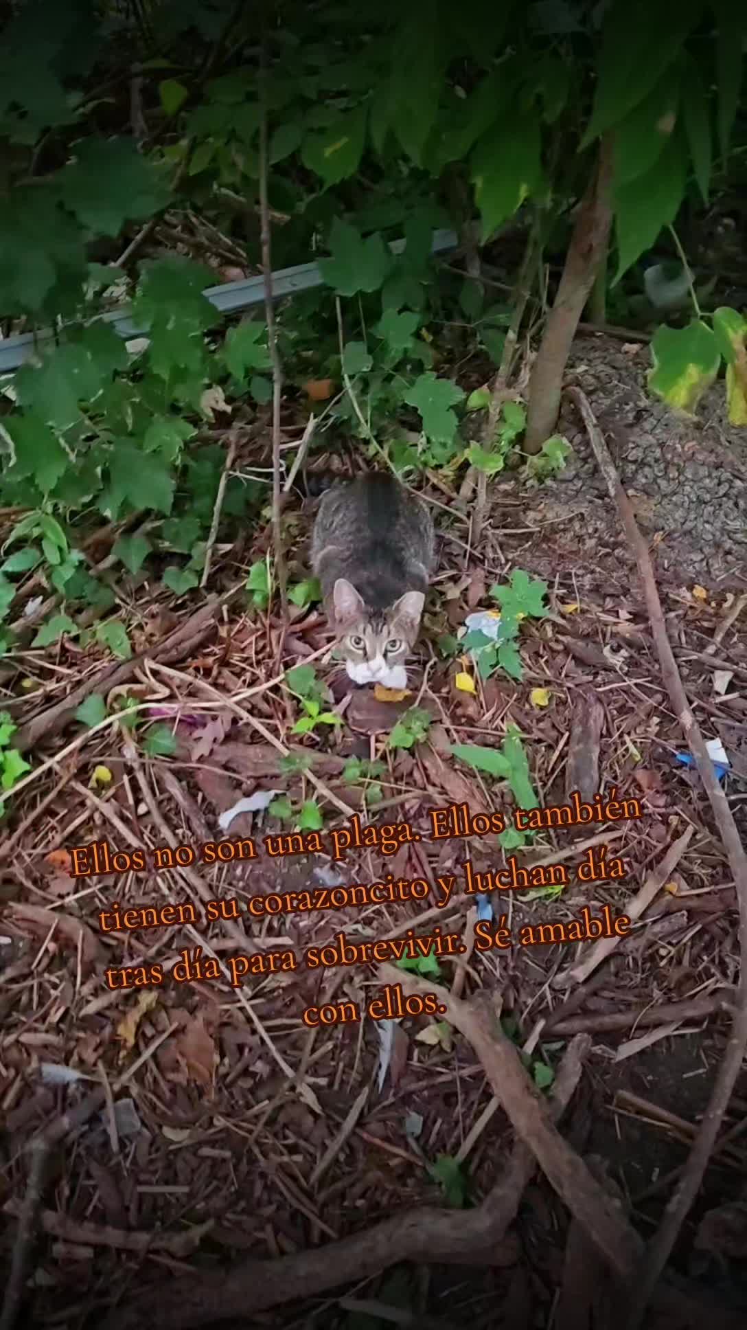 @🇲🇽Guli.Carrada 🐈⬛
